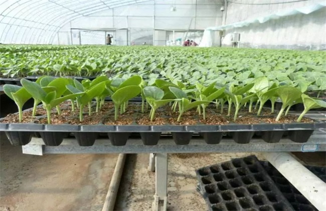 西瓜播种育苗技术