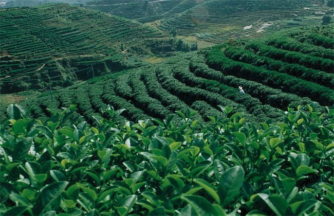茶叶种植的注意些什么