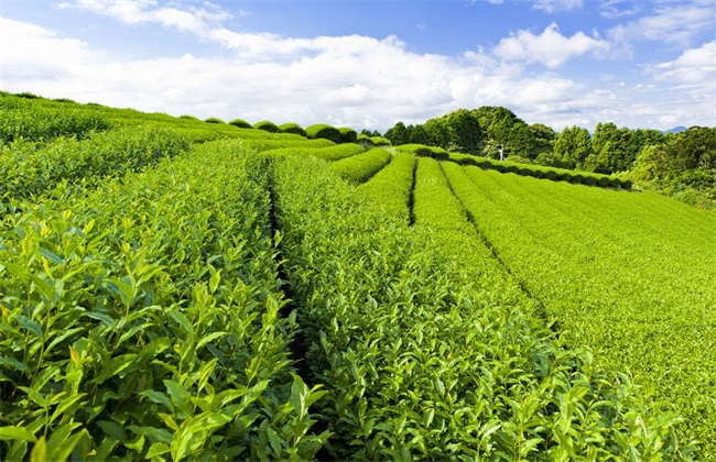 茶叶种植的注意些什么