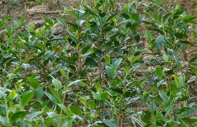 茶叶种植的注意些什么
