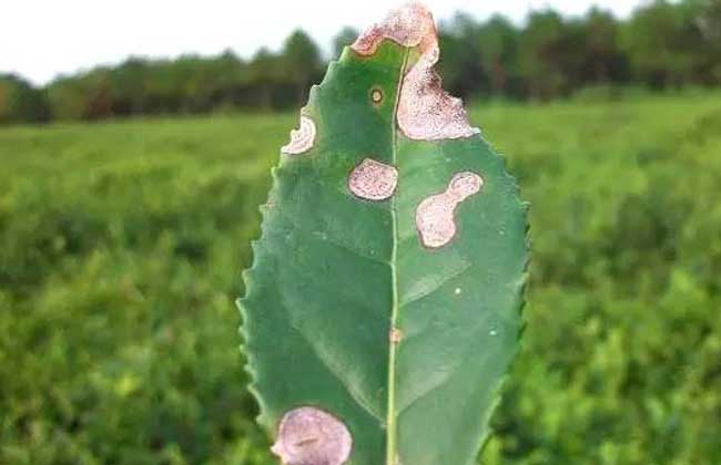 茶赤叶斑病怎么防治？