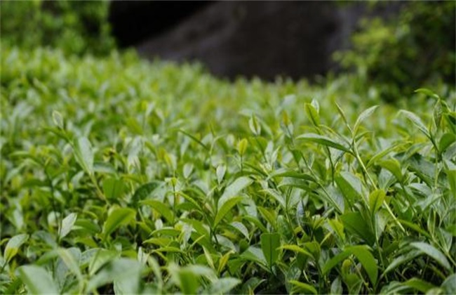 茶叶种植的注意些什么