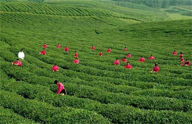 茶叶树种植技术