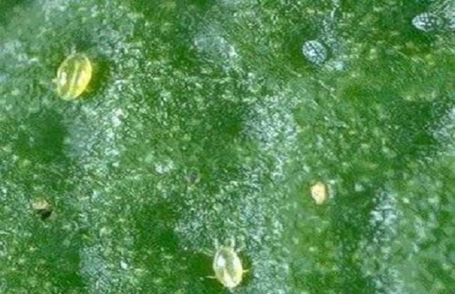 茶黄螨的防治办法措施
