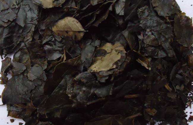 苦丁茶产地在哪里？