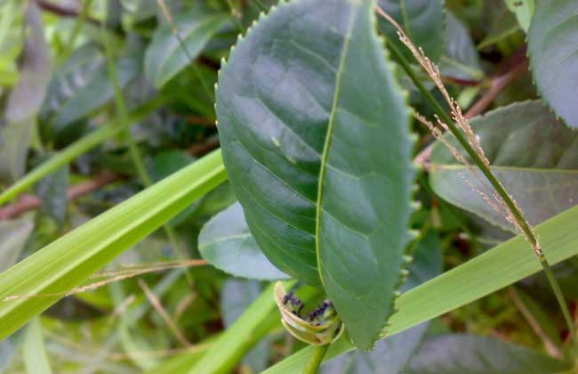 茶毛虫的防治办法