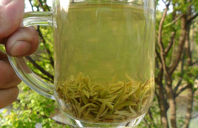 信阳毛尖是什么茶？