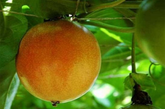 百香果怎么施肥，6个方法技巧果硕味美