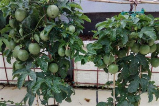 百香果种子怎么种植，四个流程告诉你种植百香果