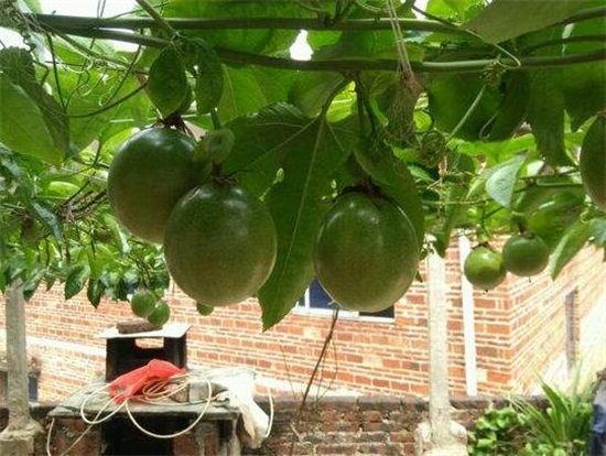百香果种子怎么种植，四个流程告诉你种植百香果