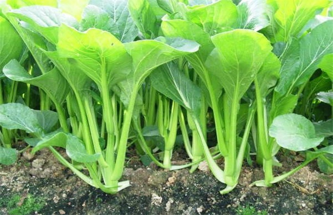 菜心种植注意些什么
