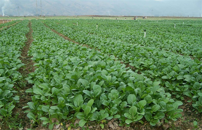 菜心种植注意些什么