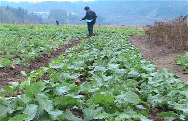 油菜早衰防治措施