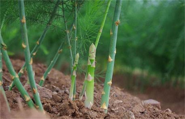 芦笋育苗技术方法技巧