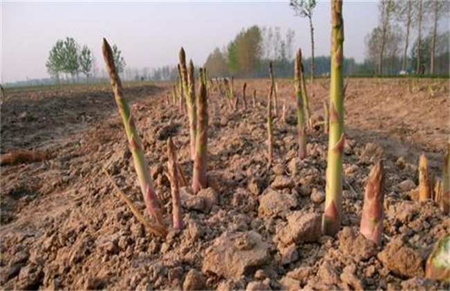 芦笋育苗技术方法技巧