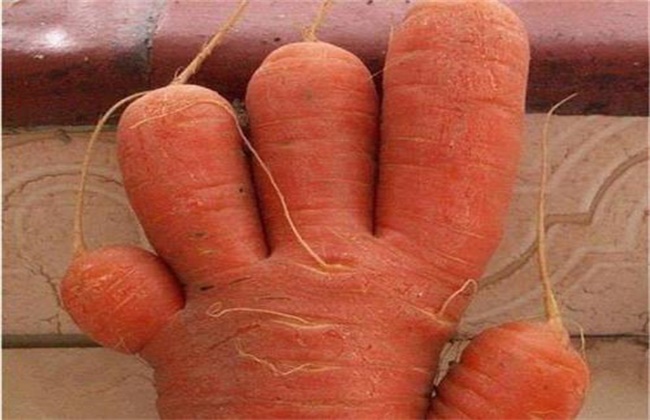胡萝卜畸形的原因及防治办法