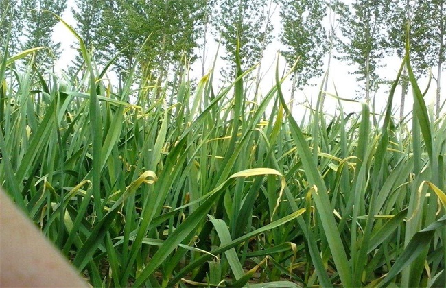 大蒜种植的注意些什么