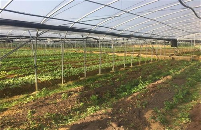 无公害蔬菜栽培技术
