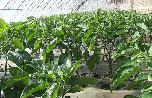 大棚茄子种植管理技术