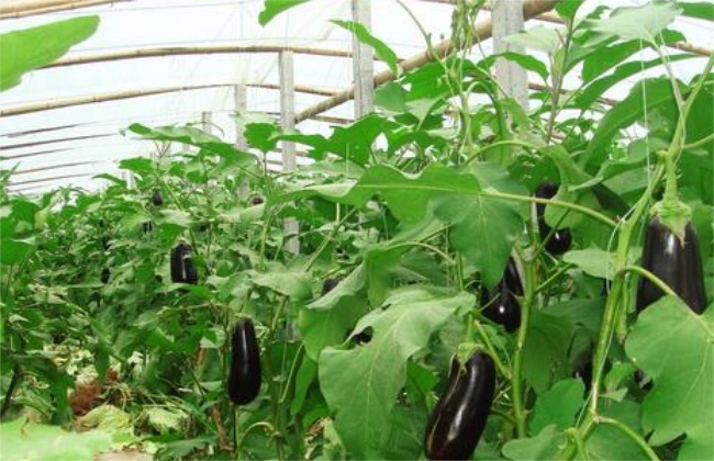 大棚茄子种植管理技术