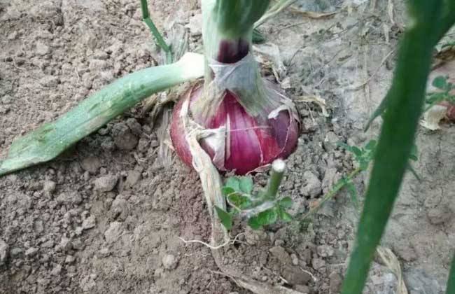 洋葱种子种植办法