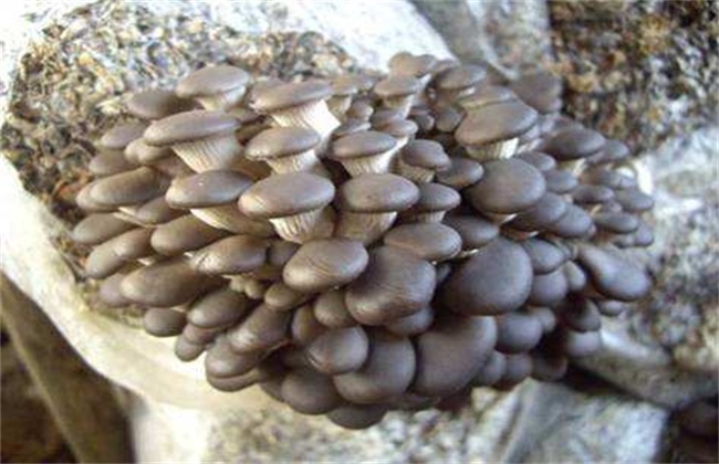 春季平菇管理方法技巧