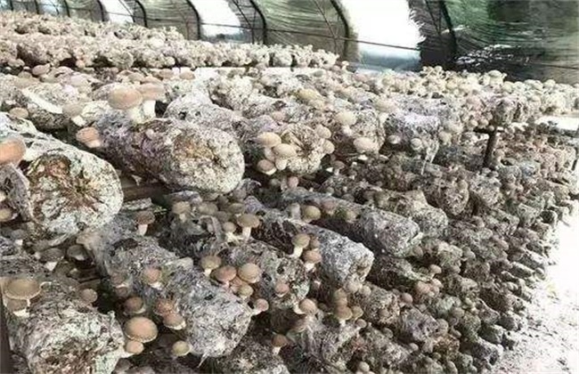 香菇菌棒转色失败解决办法