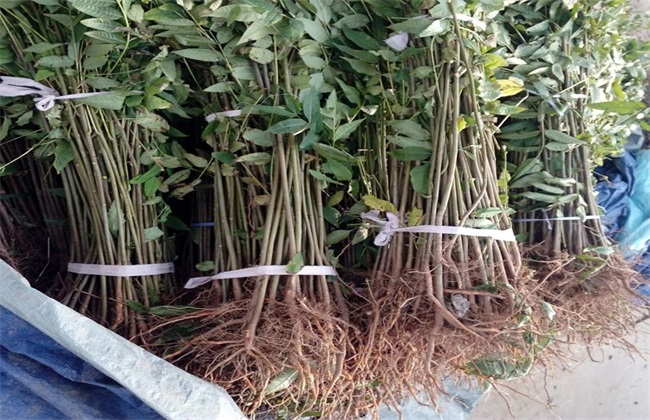 香椿该怎么繁殖