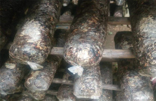 香菇菌棒转色失败解决办法