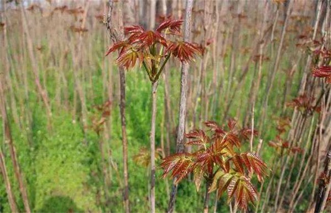 香椿的田间管理方法技巧