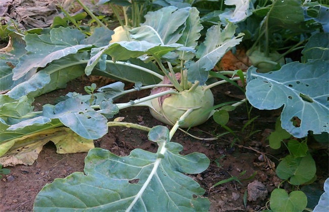 芥菜疙瘩怎么种