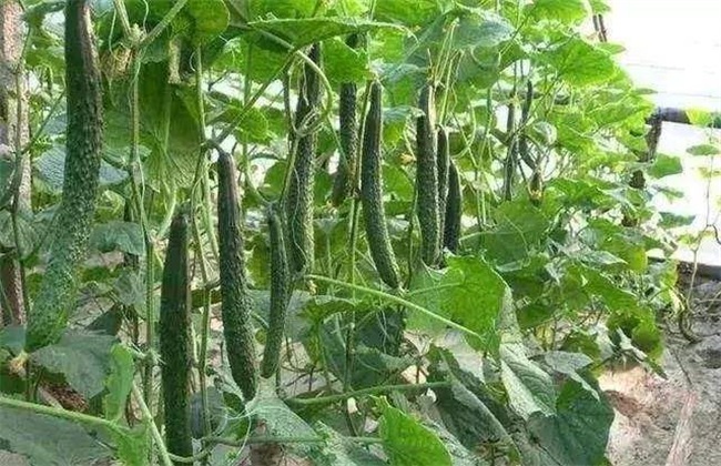 大棚黄瓜春管四项要注意