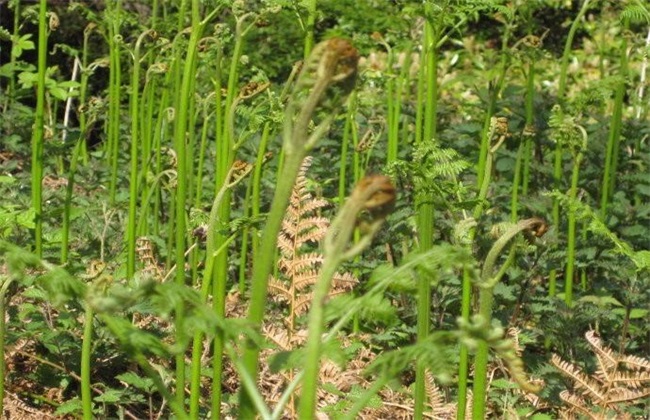 蕨菜的田间管理方法技巧