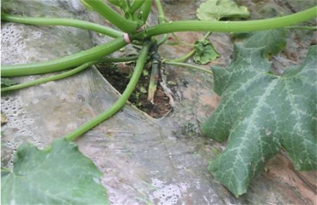 西葫芦死棵原因及防治办法