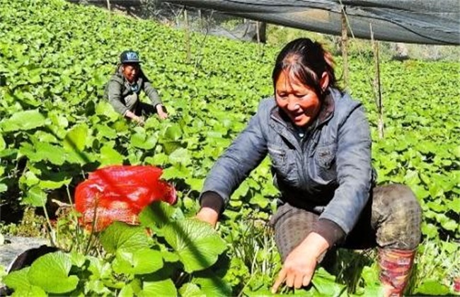 山葵种植注意些什么