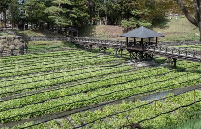 山葵种植注意些什么