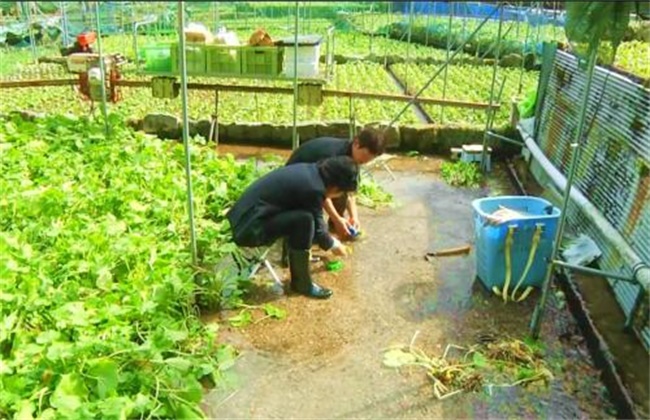 山葵种植注意些什么