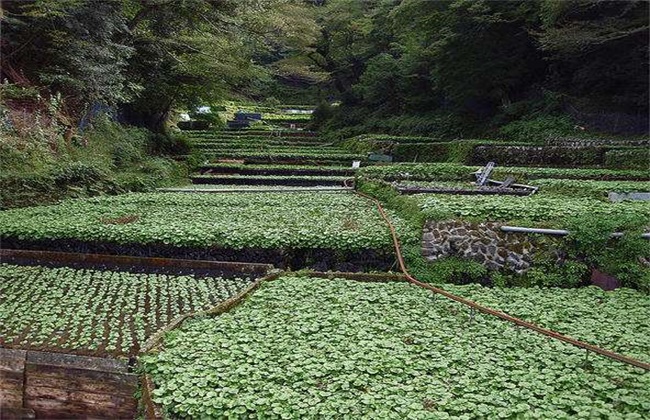 山葵种植注意些什么