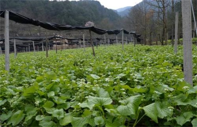 山葵的种植条件