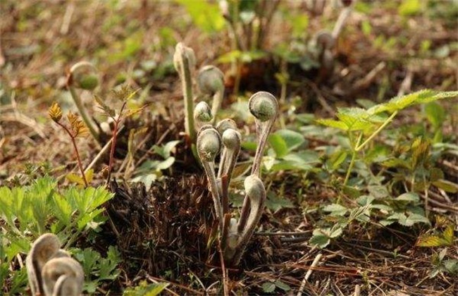 薇菜怎么种植