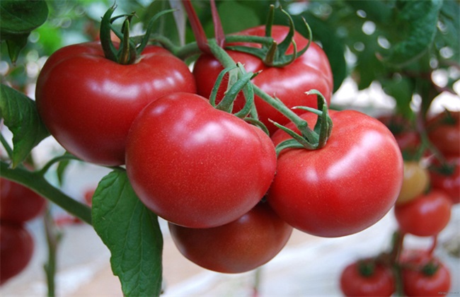 大棚番茄怎么做好管理