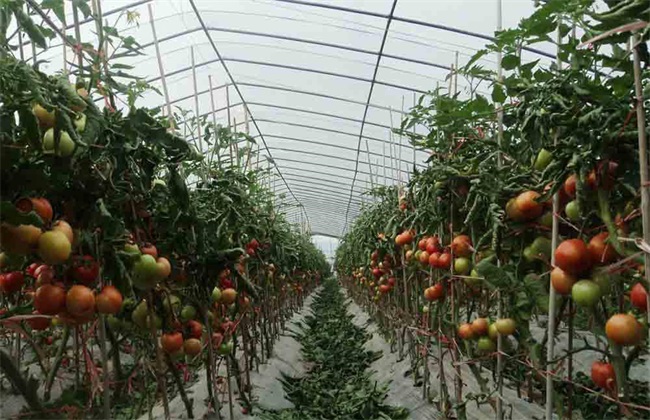 大棚番茄怎么做好管理