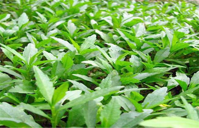 马兰种植要要注意的几点