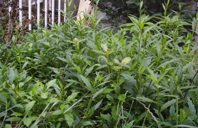 马兰种植要要注意的几点