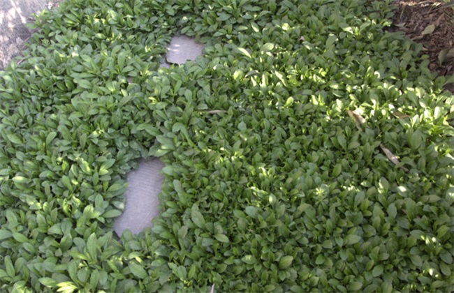 马兰种植要要注意的几点