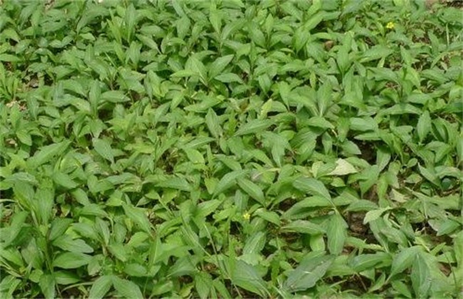 马兰种植要要注意的几点