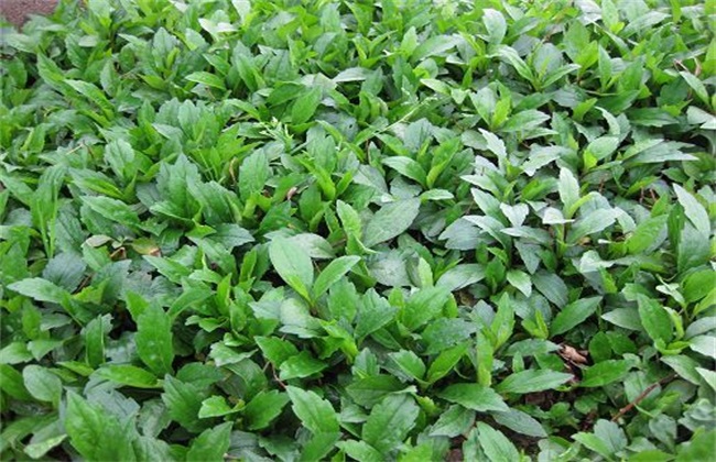 马兰种植要要注意的几点