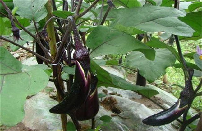 怎么提高茄子坐果率