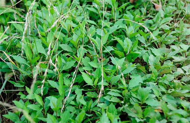 马兰种植要要注意的几点