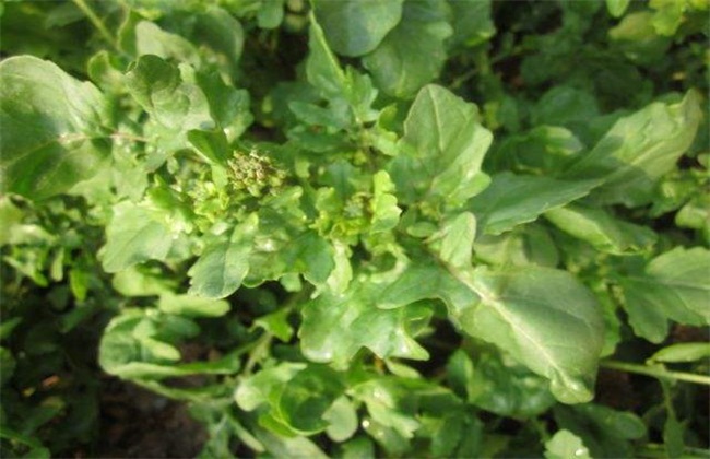 芝麻菜的种植办法